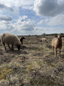 Reisetipp: Ein Wochenende in Drenthe: Schafe auf der Weide