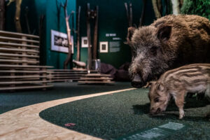 Sauerland-Museum: Tiere des Waldes