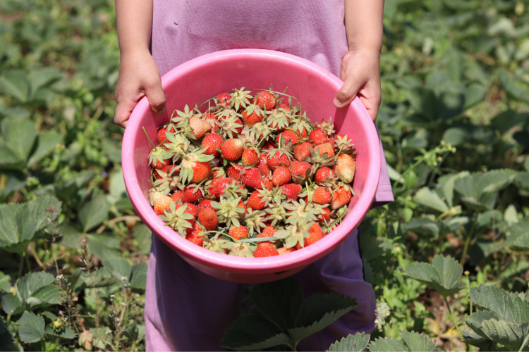 Erdbeeren pflücken Ruhrgebiet