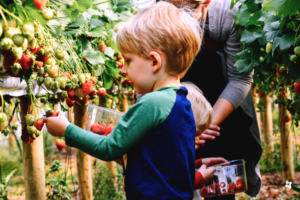 Erdbeeren pflücken Ruhrgebiet