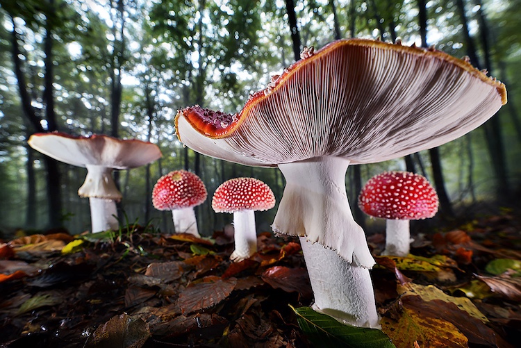 Gasometer Oberhausen Mythos Wald